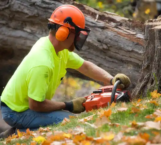 tree services West Winfield